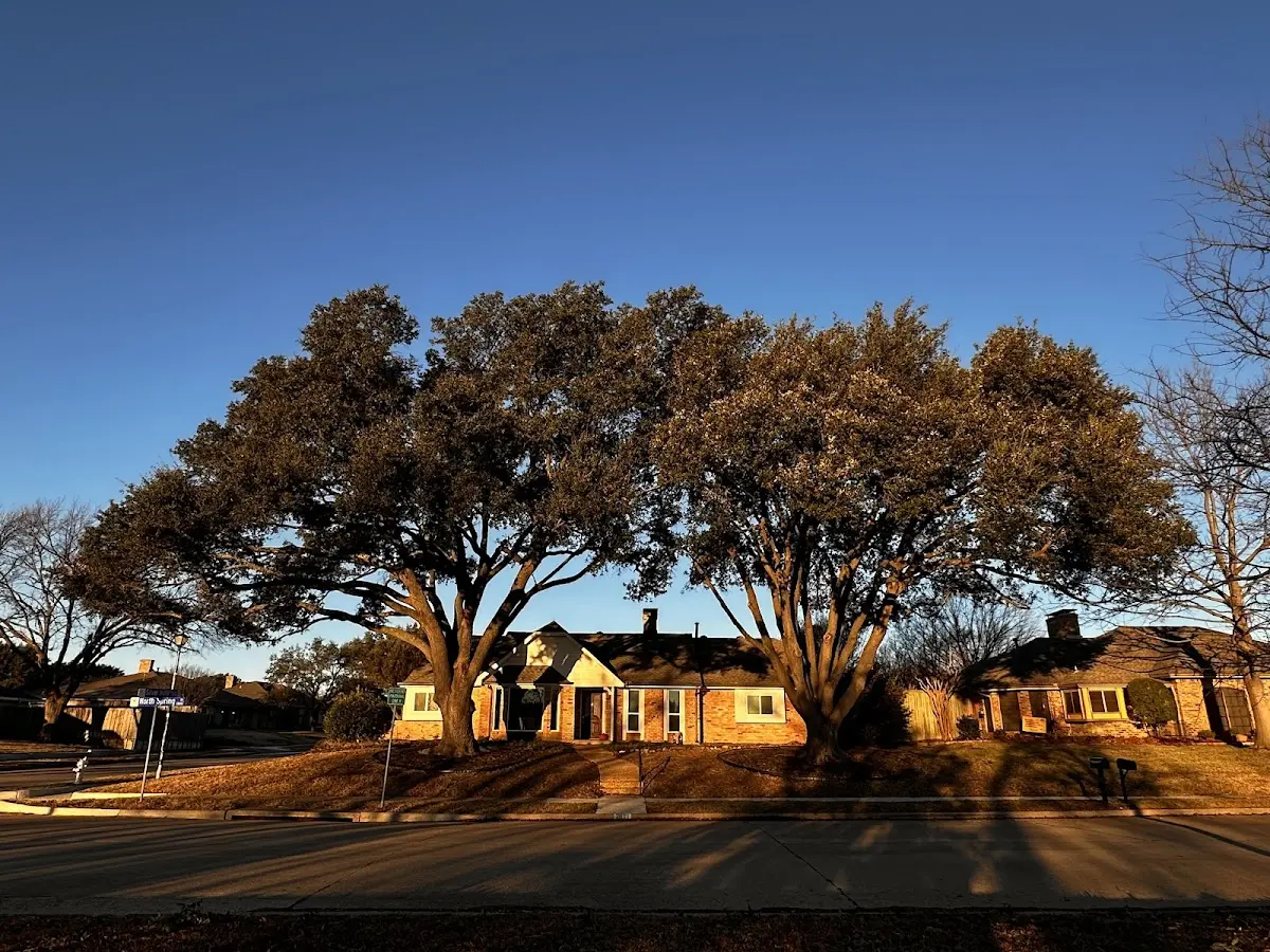 Established residential canopy tree shading a home in Catawba